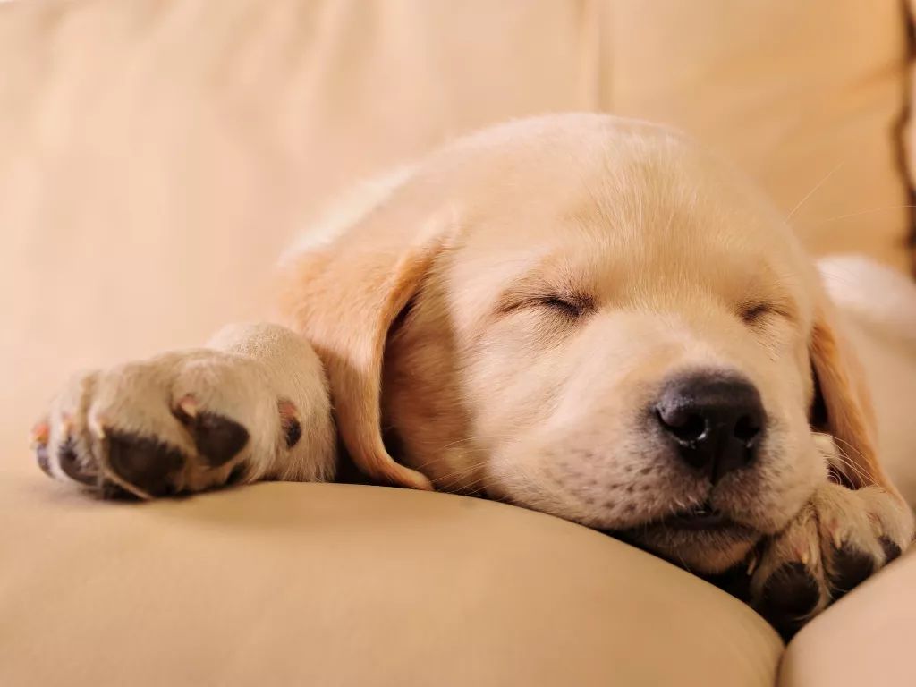 早起毀上午晚起毀一天？你對(duì)睡眠認(rèn)知有多少