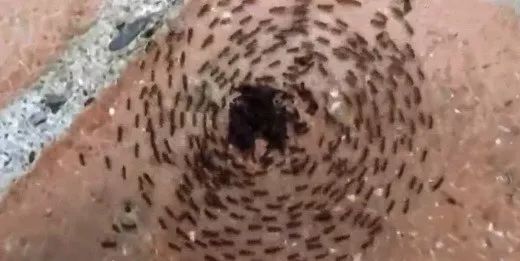 瘋搶口罩雙黃連，死亡漩渦能解釋