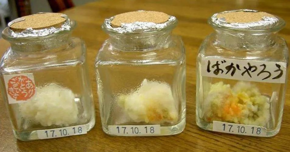 好玩又讓人難以置信的“米飯試驗”