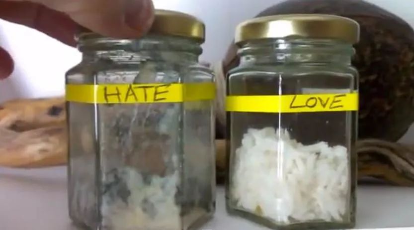 好玩又讓人難以置信的“米飯試驗”