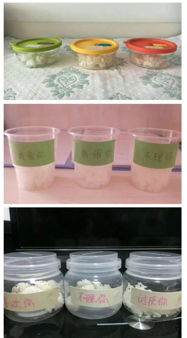 《水知道答案》意念的力量，花療師的米飯實驗