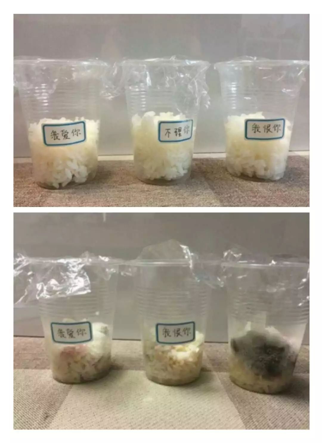《水知道答案》意念的力量，花療師的米飯實驗