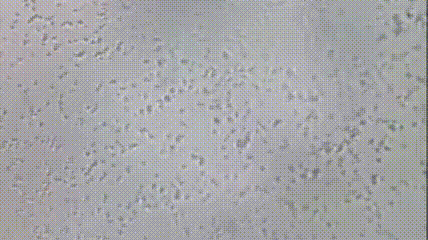 一年才見一次的異地戀，究竟有多爽