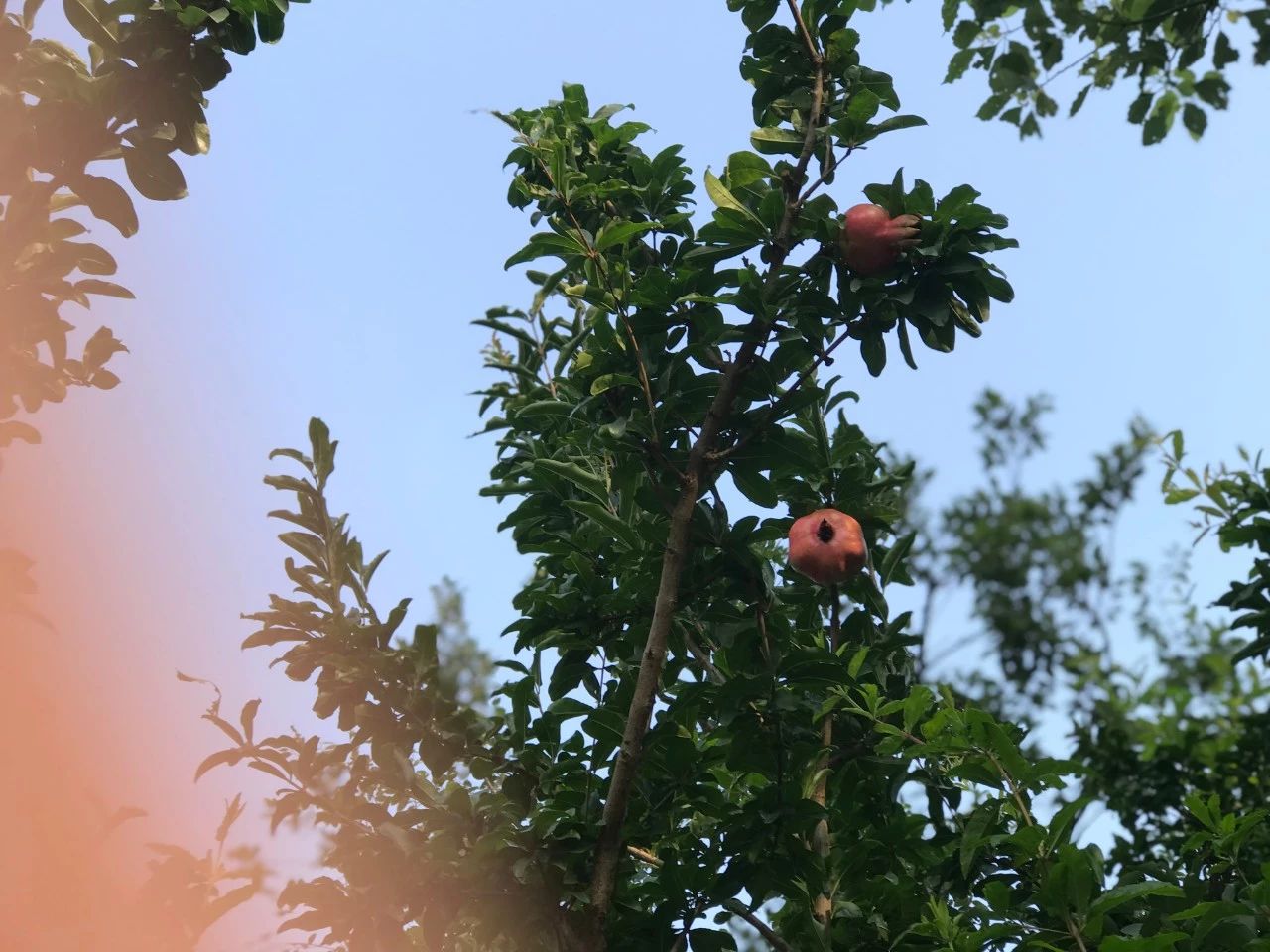 愛情的本質(zhì)是什么？