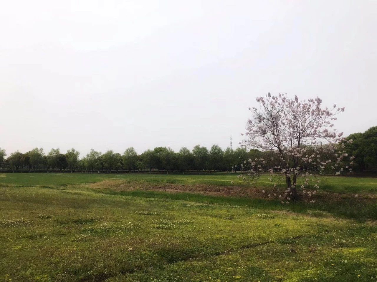 心理學(xué)大師弗洛伊德、羅森費爾德、羅杰斯做過的失敗個案