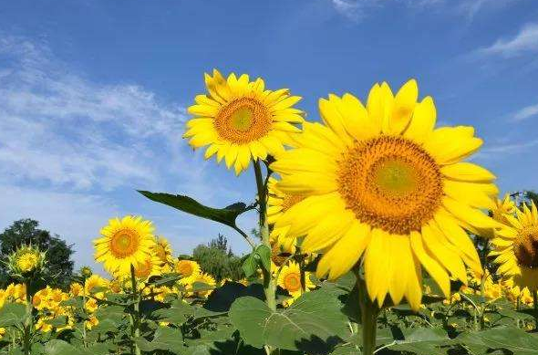 不適合養(yǎng)花的5種人