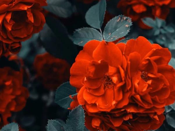 大男人喜歡養(yǎng)花到底是什么心態(tài)？