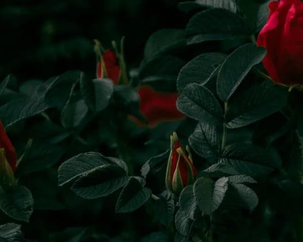大男人喜歡養(yǎng)花到底是什么心態(tài)？