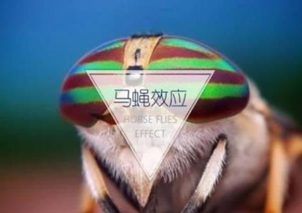 馬蠅效應(yīng)是什么意思？
