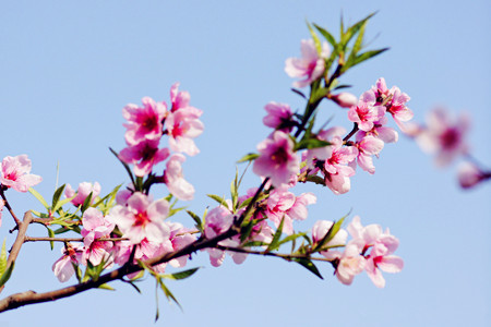 測(cè)你最近的桃花運(yùn)