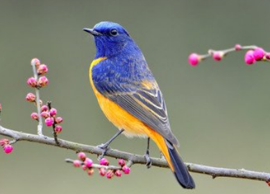 心理測(cè)試：哪只鳥(niǎo)正準(zhǔn)備飛走？測(cè)測(cè)最讓你念念不忘的人是誰(shuí)？