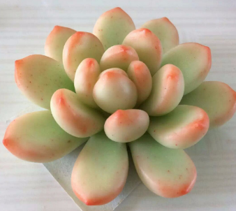 心理測試：你最喜歡哪盆多肉，測出三個月內(nèi)你有啥美事發(fā)生