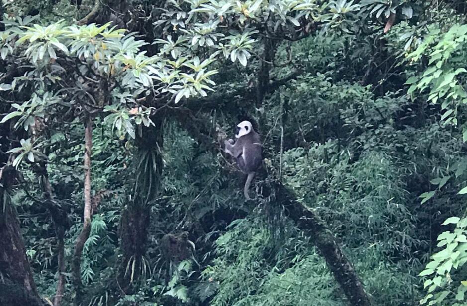 喜馬拉雅山的猴子、人類思維的不可控制性